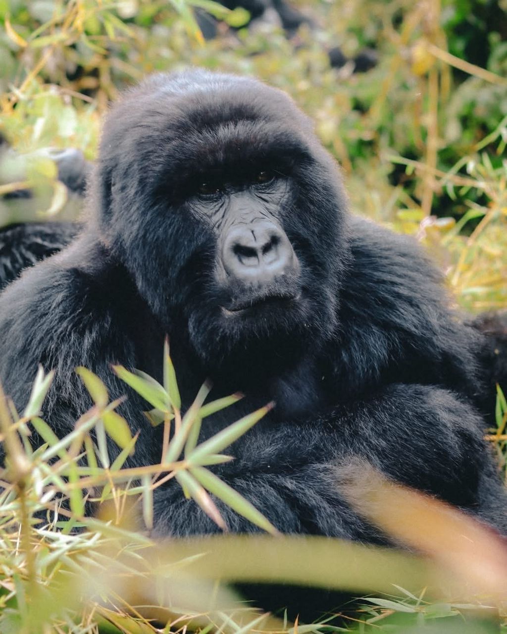 Private Luxury Gorilla Trekking